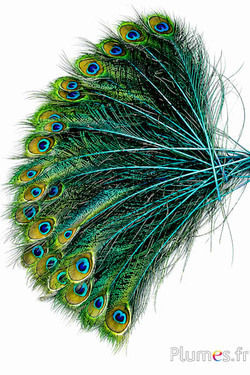 Pfau blau Schwert - 25-35 cm - türkis